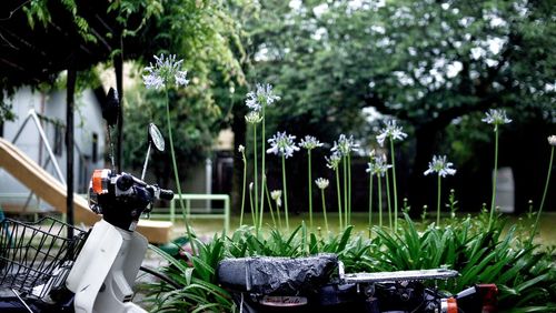 View of flower statue against trees