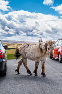 Horse standing on road
