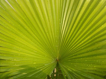 Full frame shot of palm tree