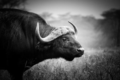 Close-up of cow looking away