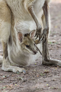 Close-up of deer on field