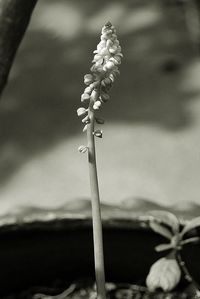 Close-up of plant against blurred background