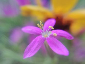 Close-up of flower blooming outdoors