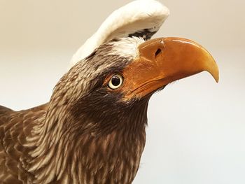 Close-up of owl