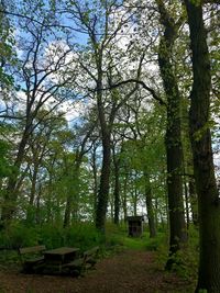 Trees in park