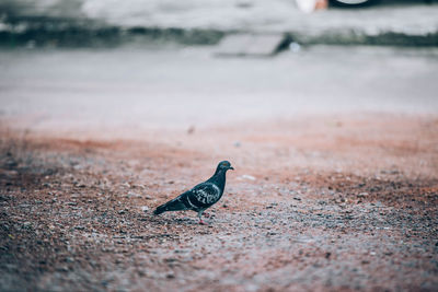 Close-up of pigeon perching on a field