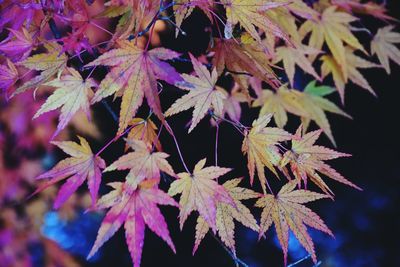 Close-up of autumnal leaves on tree