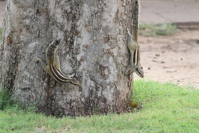 Close-up of tree trunk