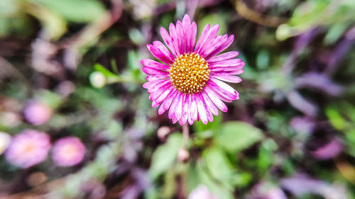 Close-up of pink flower