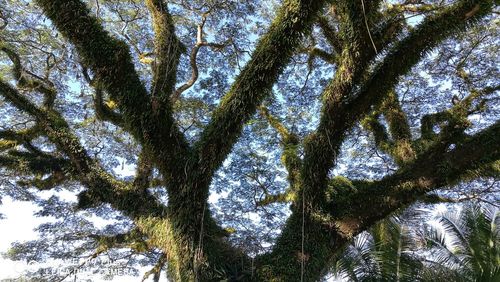 Low angle view of tree against sky