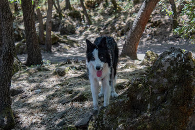 Portrait of dog by tree trunk