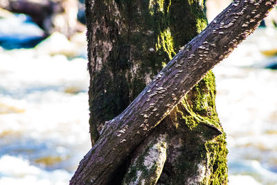 Close-up of moss on tree trunk