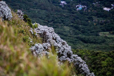 Scenic view of forest during winter