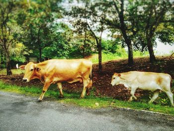 Cows on grass