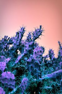 Close-up of purple flowers against clear sky