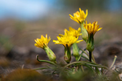 Close-up of yellow flowering plant