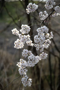 Close-up of white cherry blossom