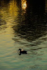 Ducks swimming in lake