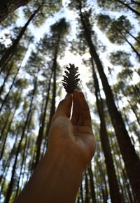 Low angle view of person hand holding tree trunk