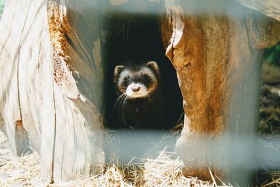 Close-up of alert ferret