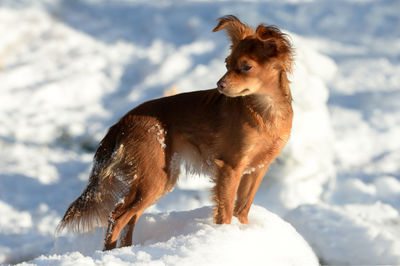 Dog on snow covered land