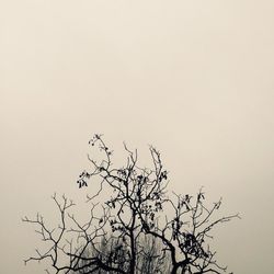 Low angle view of bare trees against clear sky