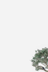 Low angle view of tree against clear sky