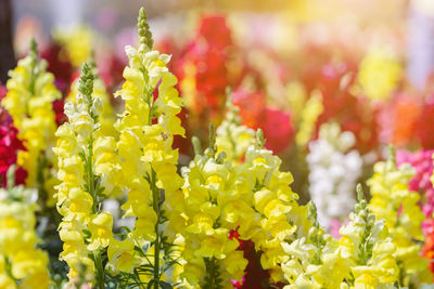 Close-up of yellow flowering plant in park