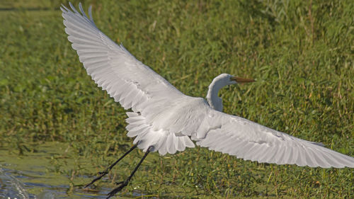 Seagull flying over lake
