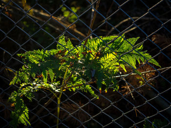 Close-up of fern seen through chainlink fence