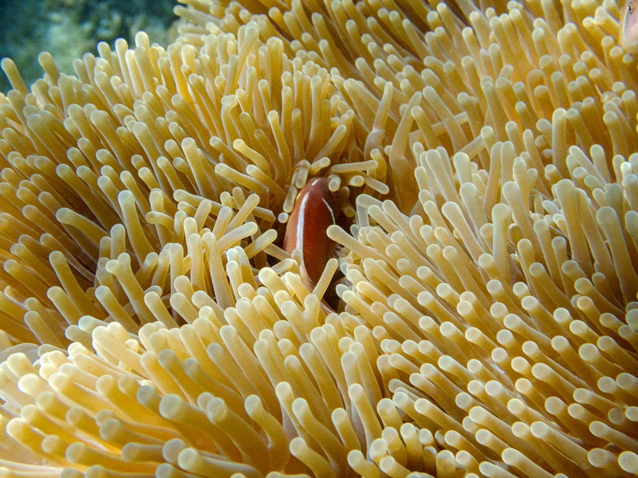 CLOSE-UP OF CORAL ON SEA