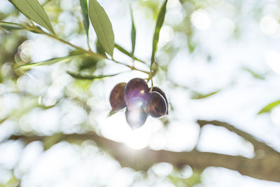 Low angle view of branch hanging on tree