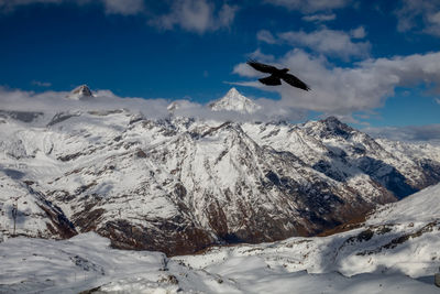 Bird flying over snowcapped mountains against sky
