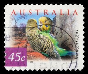 Close-up of birds perching on black background