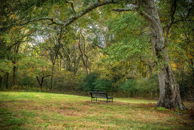 Empty bench in park