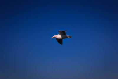 Low angle view of bird flying in sky