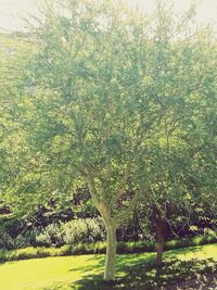 Trees on landscape