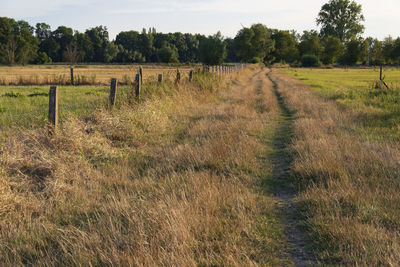 Scenic view of field