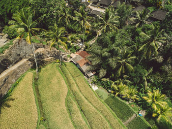 High angle view of coconut palm trees on rice terraces