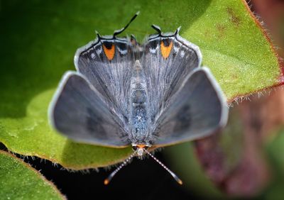 Close-up of butterfly on plant