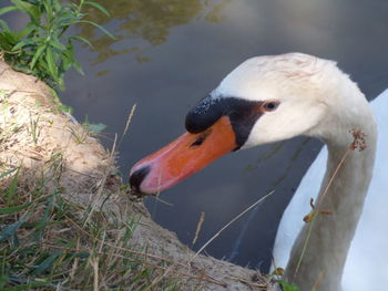 Close-up of swan in lake