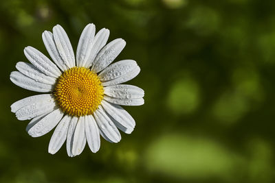 Close-up of daisy flower