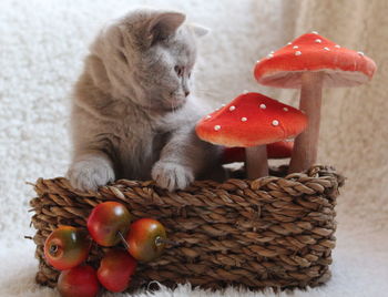 Close-up of mushrooms in basket