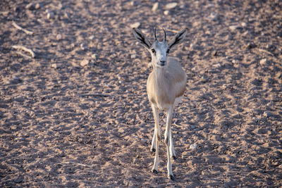 Meerkat standing on ground