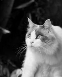 Close-up portrait of cat sitting outdoors