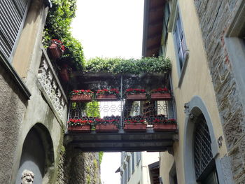 Low angle view of potted plants on balcony