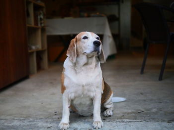 Close-up of dog