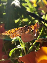 Close-up of butterfly pollinating flower