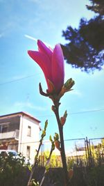 Low angle view of pink flowers blooming against sky