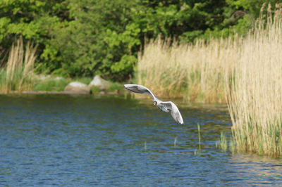 Bird flying over sea